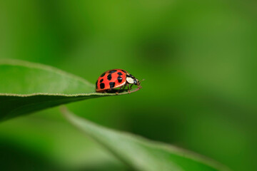 Cute red bug sitting on plant