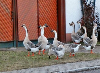 Gänse wollen nach Hause
