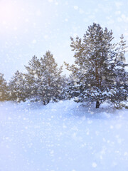 fur trees covered in snow in the snowfall in winter