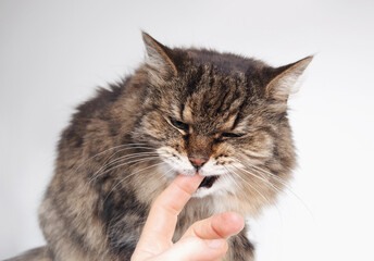 Toothless cat biting or licking finger of owner. Cat aggression, love bites or anxiety concept. Super senior or geriatric cat.18 years old female tabby cat. Selective focus. Gray background.