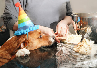Cute dog preparing cookies with owner. Puppy dog with paws on kitchen counter and wearing a rainbow party hat. Funny counter surfing and celebrating pet birthday. Female Harrier mix. Selective focus. - obrazy, fototapety, plakaty