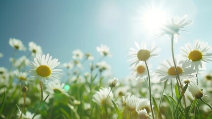 A gentle breeze rustles through a field of daisies, dancing under the warm embrace of the sun