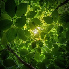 Sunlight filtering through a canopy of fresh green leaves casts enchanting patterns on a forest floor