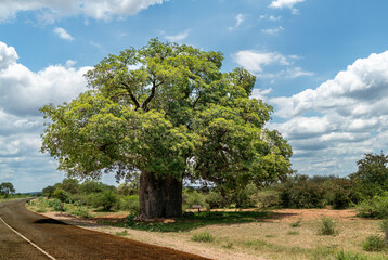 African Baobab Tree in beautiful scenery.