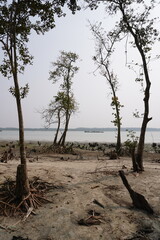 Mangrove forest  at the southern part of Bangladesh.