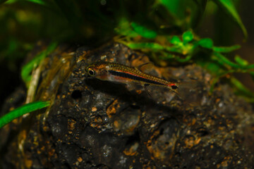 Kubotai Rasbora (Microdevario kubotai). Nano fish tank, aquarium fish.