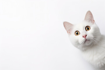 White surprised cat with large, captivating eyes on white background. Ideal for promotions, great deals or offers. Good price, Black Friday, discount. Copy space for text. Amazed pet.
