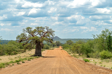 African Baobab Tree in beautiful scenery.