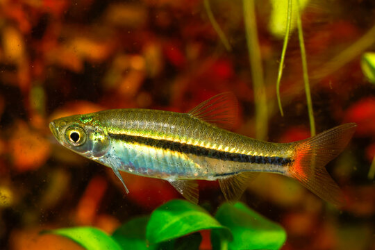 Blackline rasbora, Red-tailed rasbora, Borapet rasbora