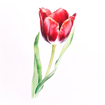 Bright flower on white background. Watercolor style Realistic art.