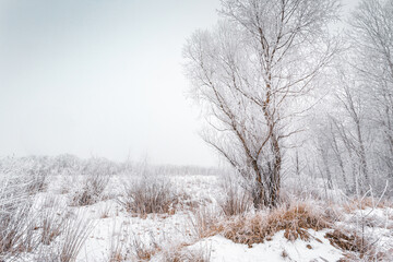Winter foggy scene with rime on the trees and grass.