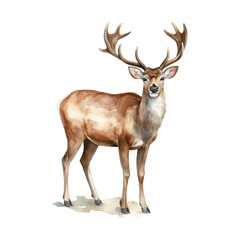 Deer watercolor Illustration for greeting cards, printing and other design projects.