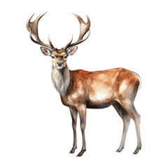 Deer watercolor Illustration for greeting cards, printing and other design projects.