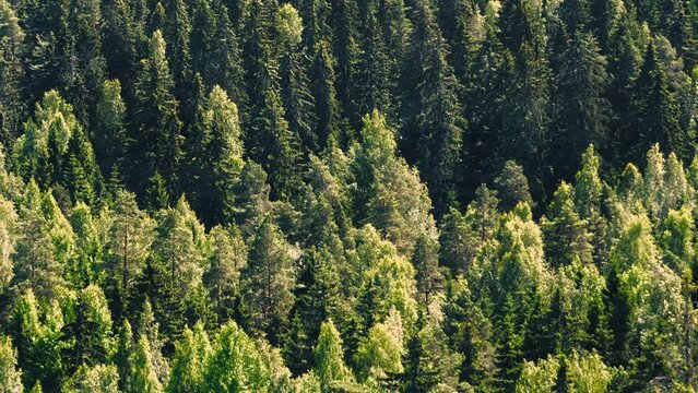 Animated aerial photo of Finnish forest with spruce, pine and birch trees in heavy wind with all kinds of trees and light effects. Forest tree wood industry and green values. Environment and nature. 