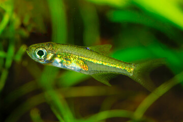 Kubotai Rasbora (Microdevario kubotai). Nano fish tank, aquarium fish.