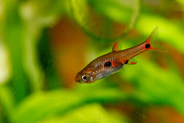 Dwarf Rasbora, scientific name is Boraras maculatus, in aquarium fish tank, small nano fish.