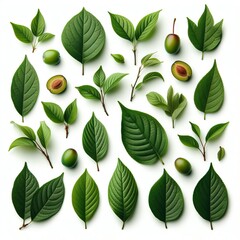 Fruits and leaves on a white background. Generative AI.