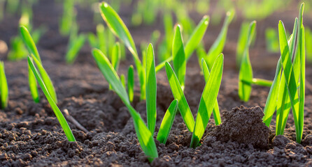Young wheat seedlings growing in soil. Close-up of young green wheat sprouts growing in soil