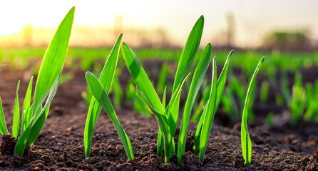 Young green wheat seedlings growing in the soil. Early spring. © malshak_off