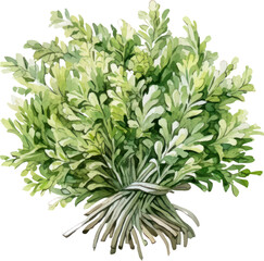 Rosemary herb plant watercolor illustration isolated on white transparent background.