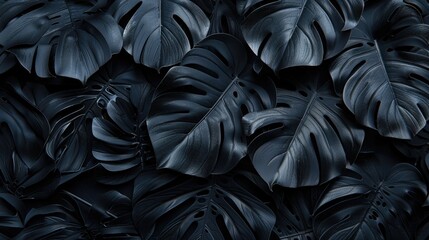 textures of abstract black leaves for monstera leaf background top view. tropical leaf. Dark background 