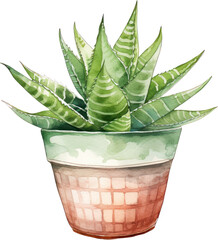 Aloe vera plant in pot watercolor. Vector illustration Aloe Vera plant in vintage watercolor style on white.