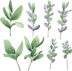 Set of watercolor Common sage Plant. Floral design elements for wedding invitations, greeting cards.