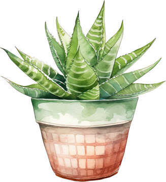 watercolor succulent plant in pot clip art preview