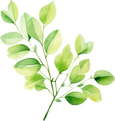 Set of watercolor green leaves elements. Collection botanical decoration suitable for Wedding Invitation, Greeting card.