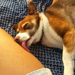 Lovely dog © Dagmara Golebiowska