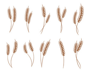 Set of bouquets of spikelets of wheat, rye, barley, golden design. Decor elements, icons, vector