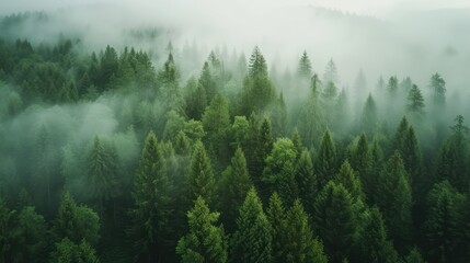 Fog covered trees in wild forest. AI generated. - Powered by Adobe