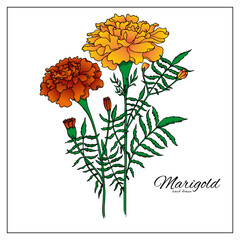 Marigold flowers blossoms, leaves and buds. Orange tagetes or cempasuchil blooming flowers, Mexican Dia de los Muertos, Day of Dead holiday and Indian Diwali festival vector floral decorations