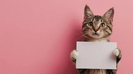 Foto op Plexiglas Tabby cat holds a blank white sign mock-up on pink background with copy space for text, template for vet clinic, pet store or adoption messages. © salarko