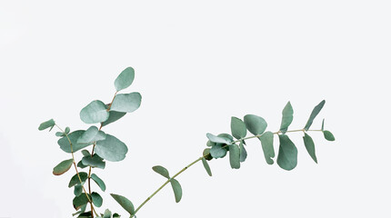 twig herb eucalyptus evergreen close-up white background