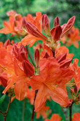rhododendron flower exotic twig bush drop rain orange red yellow