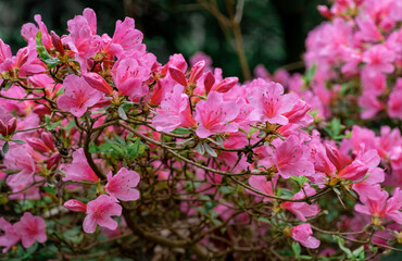 rhododendron flower exotic twig bush drop rain pink lilac violet red