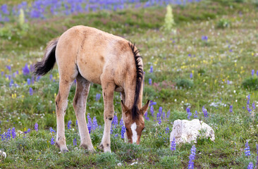 Wild Horse Foal in the Pryor Mountains Montana in Summer