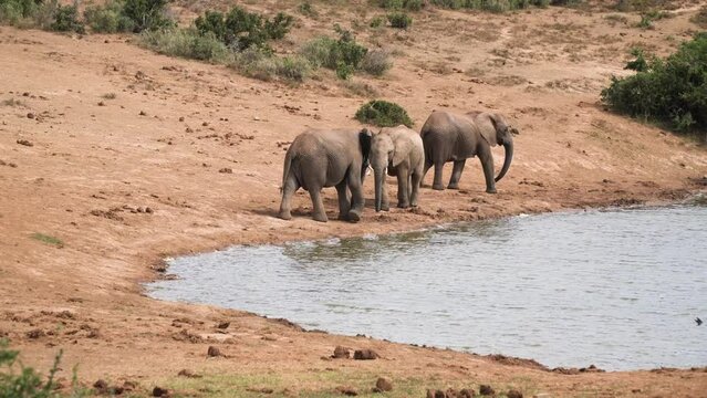 A peaceful scene of three elephants walking along the edge of a water body. They are in a natural habitat, with greenery and hills in the background. One of the elephants is younger than the others