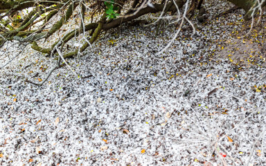 Many feathers of penguins on floor Cape Town South Africa.