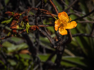 Hongos, hojas, flores, mushroom, flower, flowers, nature, mesmerize, life, wild, cold, planet