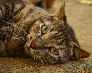 Cat, kitty, kitten
