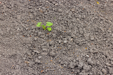A single green plant in a field marked by drought