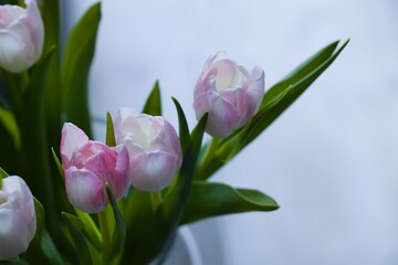 Beautiful, fresh, white-pink tulips in a vase. Photo with shallow depth of field for blurred background.