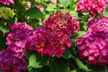 Macro of pink and red flowers of hydrangea macrophylla. Hydrangea macrophylla Endless summer in bloom