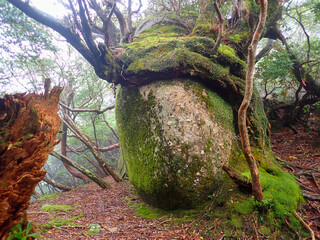Mt. Aikodake in Yakushima island, Japan