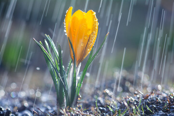 Beautiful yellow crocus flower in the spring rain. Water drops on a flower