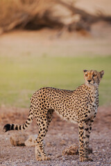 cheetah in Kalahari