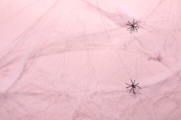 Cobweb and spiders on pink background, top view
