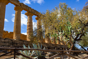 Ruinas de Akragas, Agrigento, Sicilia, Templo de Juno con almendro
